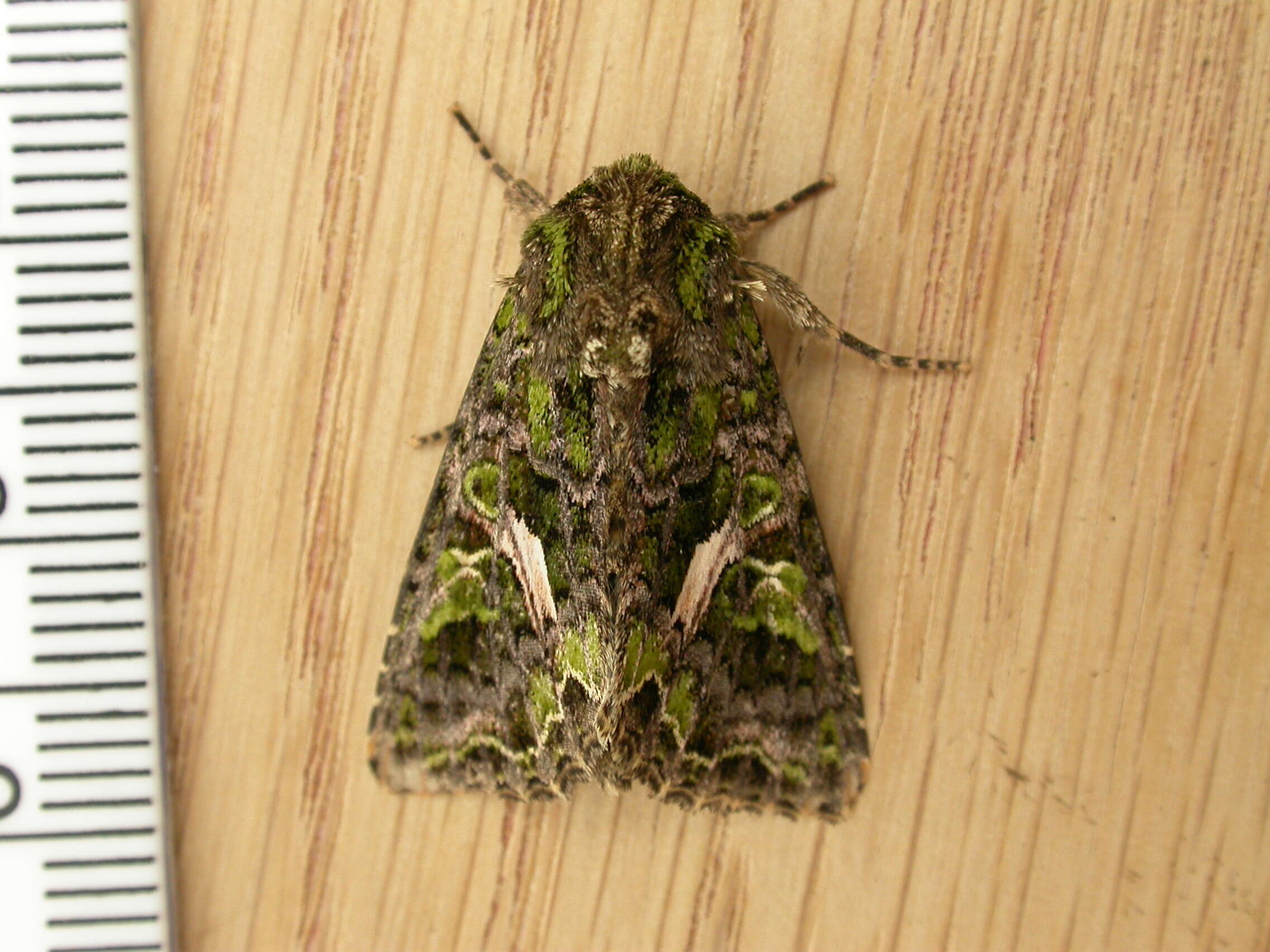 Image of orache moth