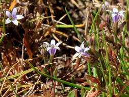 Image of Wimmerella secunda (L. fil.) Serra, M. B. Crespo & Lammers