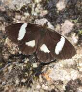 Image of Pedaliodes phaedra Hewitson 1870