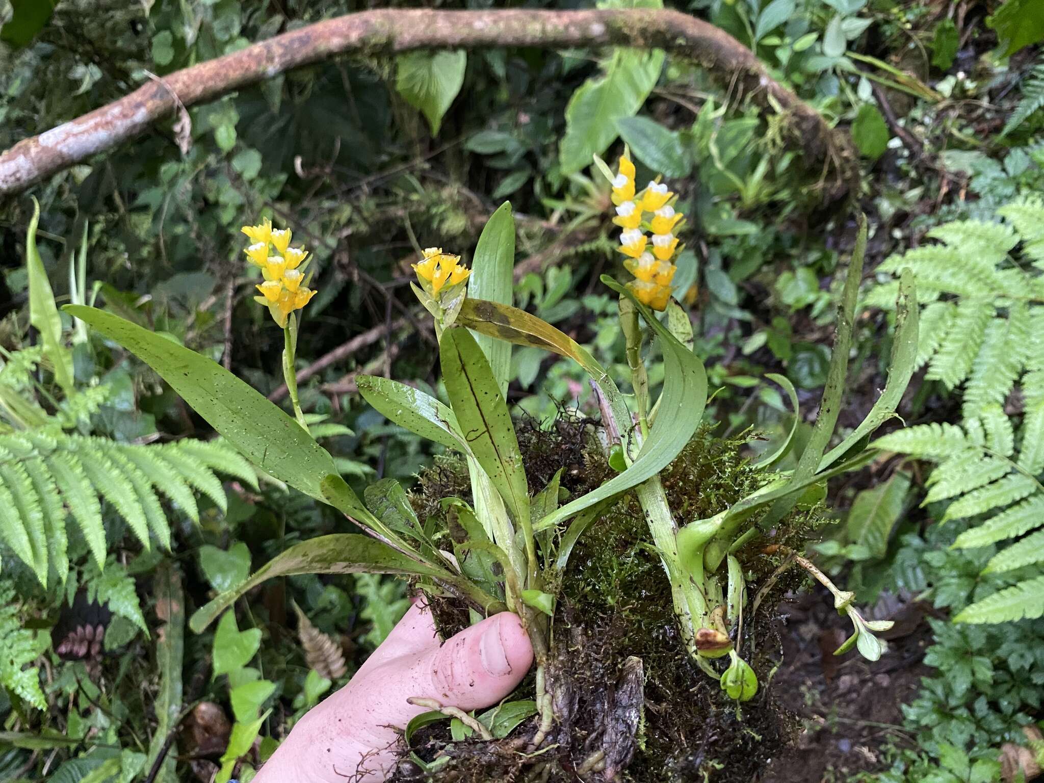 Image of Brassia andina (Rchb. fil.) M. W. Chase