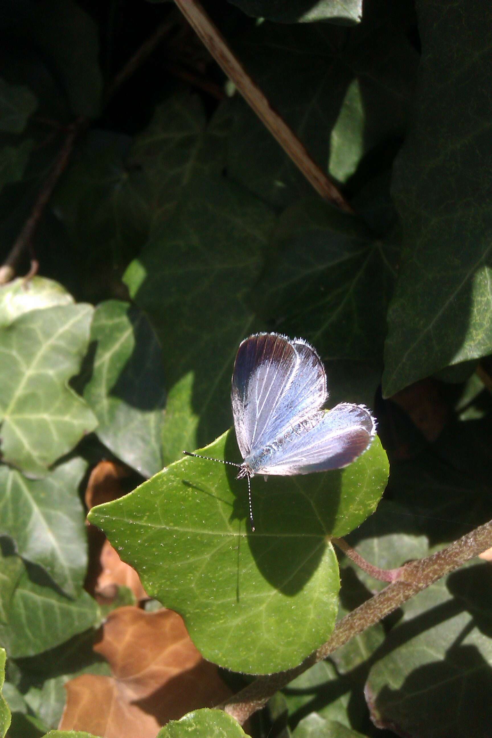 Image of holly blue