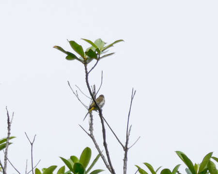 Image of Orange-spotted Bulbul