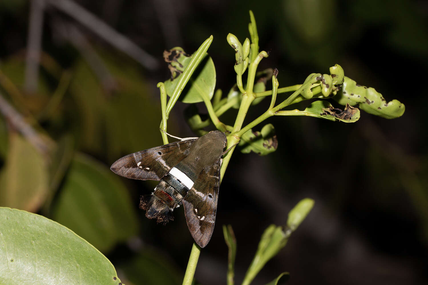 Image of Tantalus Sphinx