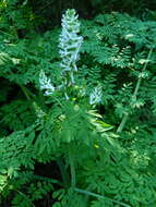 Image de Corydalis caseana subsp. hastata (Rydb.) G. B. Ownbey