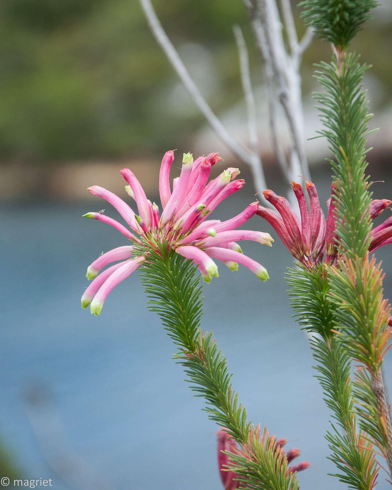 Image of <i>Erica <i>fascicularis</i></i> subsp. fascicularis