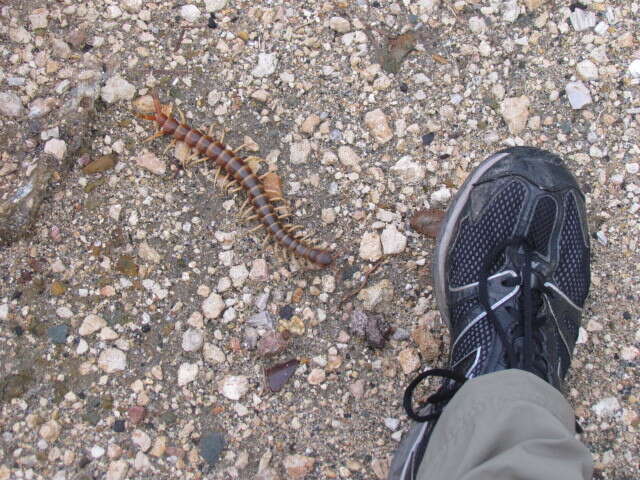 Image de Scolopendra gigantea Linnaeus 1758