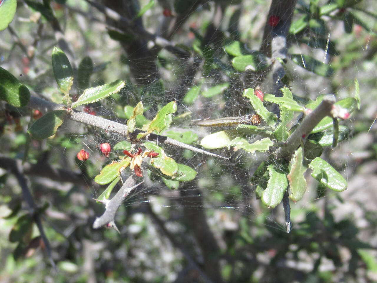 Image of Castela erecta subsp. texana (Torr. & A. Gray) Cronquist