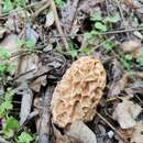 Image de Morchella fluvialis Clowez, P. Alvarado, Becerra, Bilbao & P. A. Moreau 2014