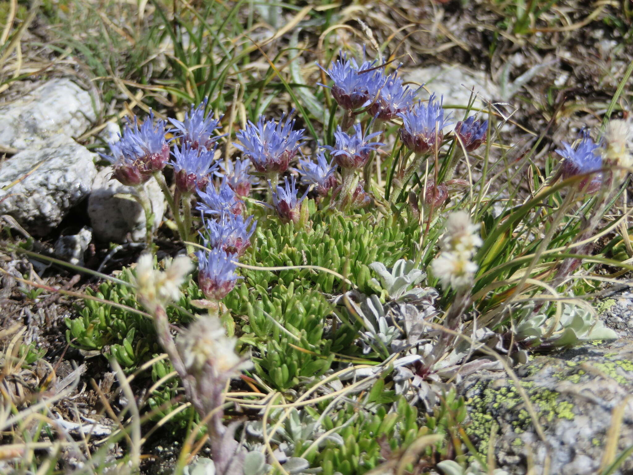 Image de Jasione crispa (Pourr.) Samp.