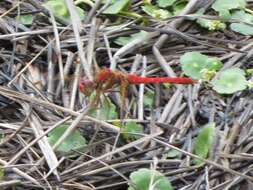 Image de Sympetrum gilvum (Selys 1884)