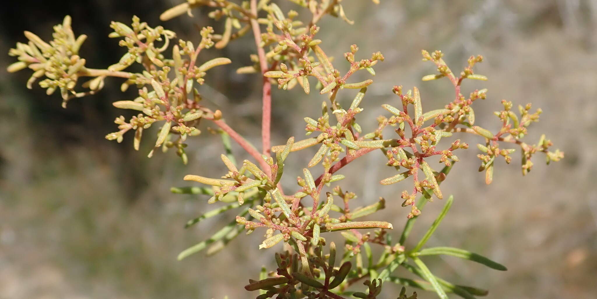 Image of Aizoon africanum (L.) Klak