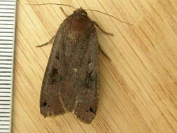 Image of Large Yellow Underwing