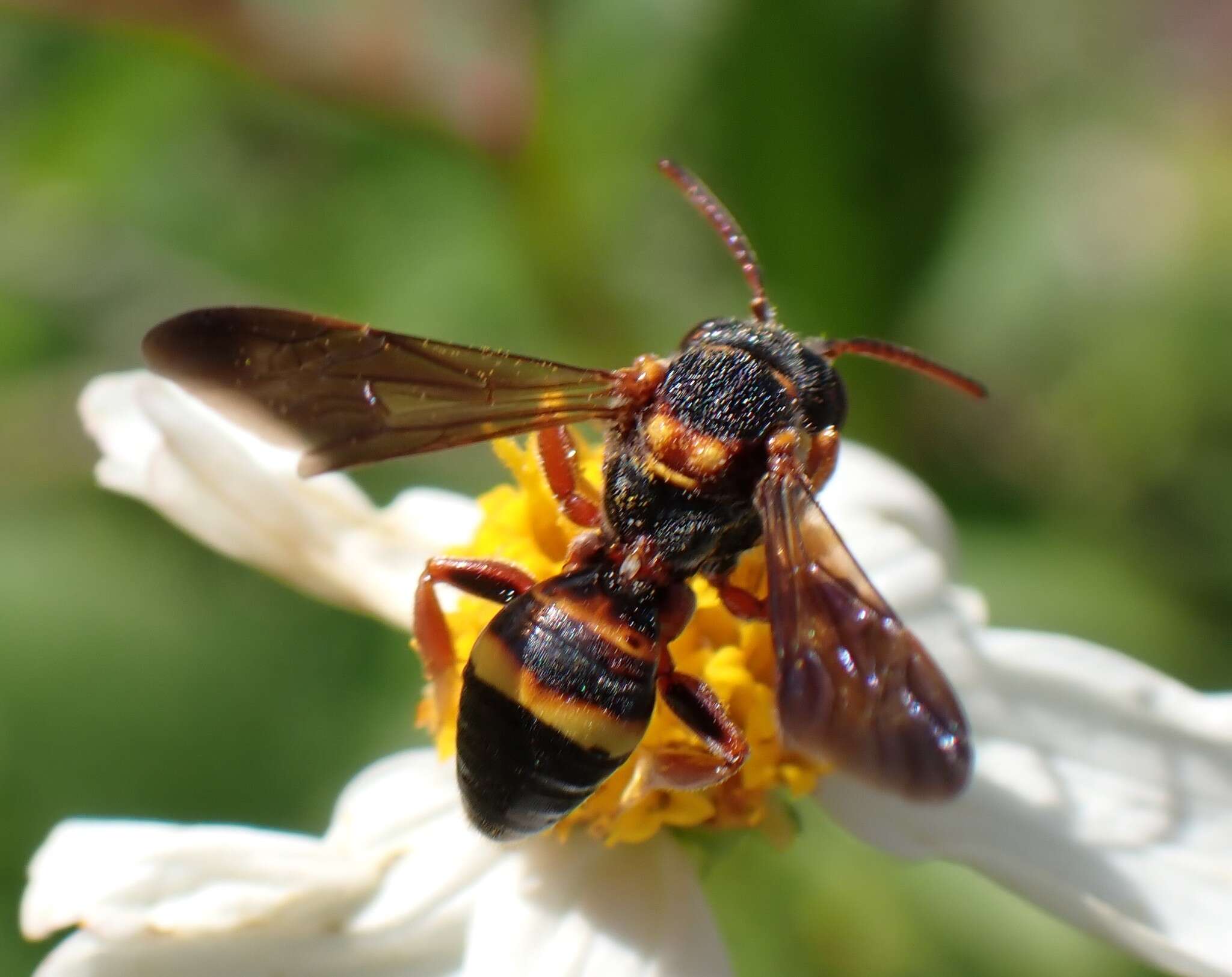 Image of Nomada fervida Smith 1854