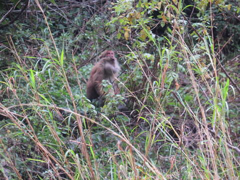 Image of Assam Macaque