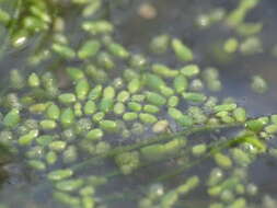 Image of northern watermeal