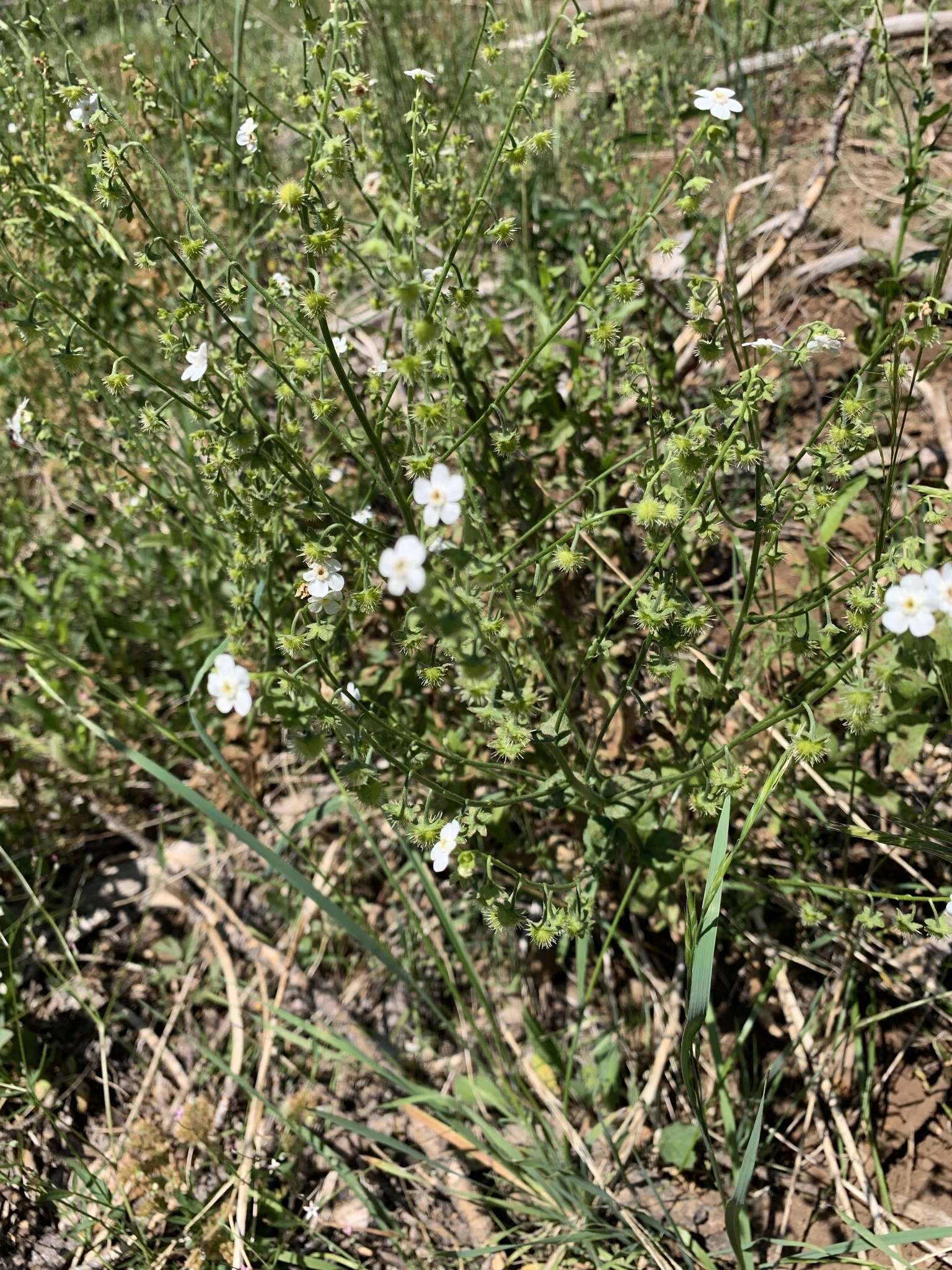 Hackelia californica (A. Gray) I. M. Johnst. resmi