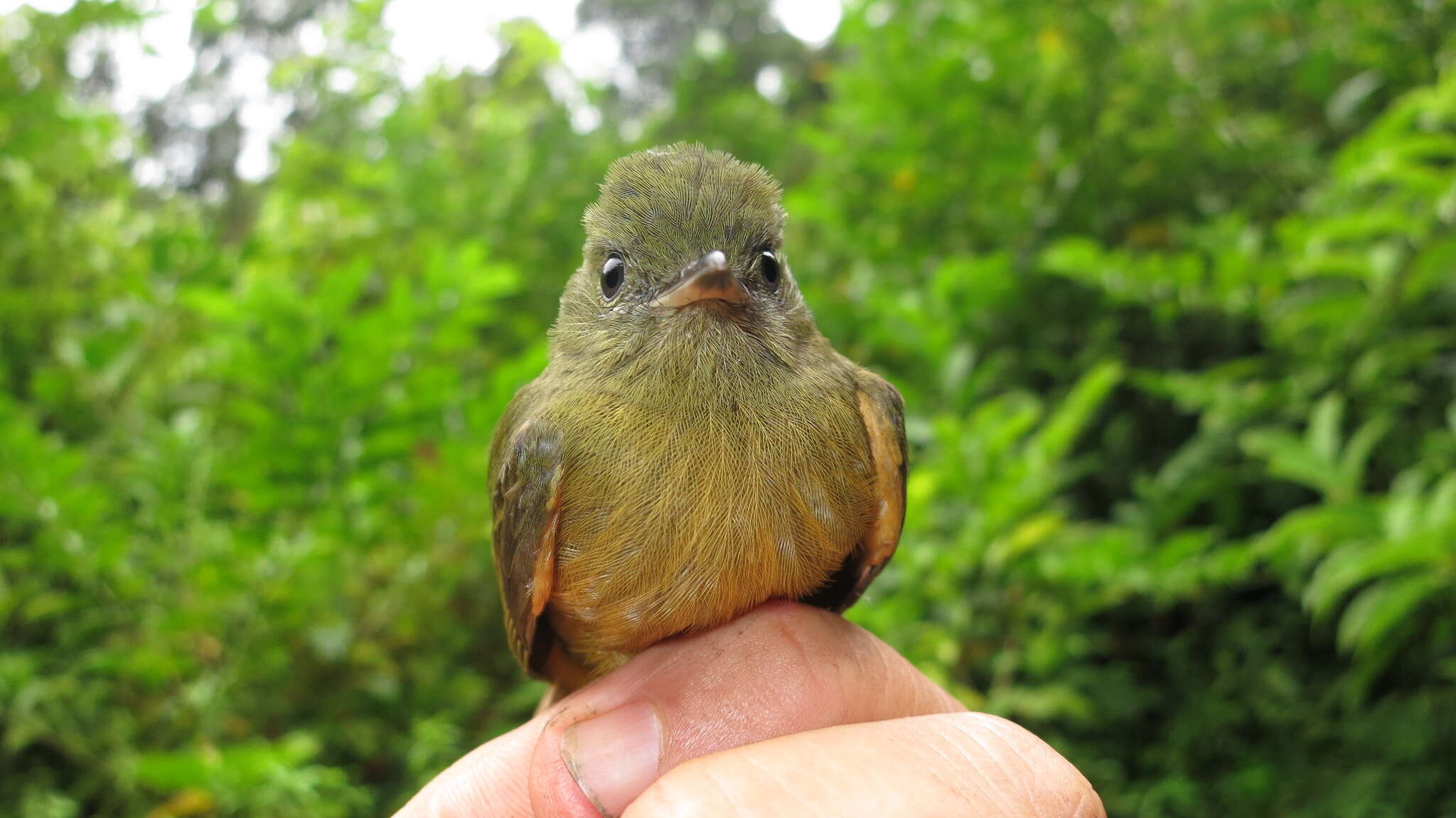 Image of MacConnell's Flycatcher