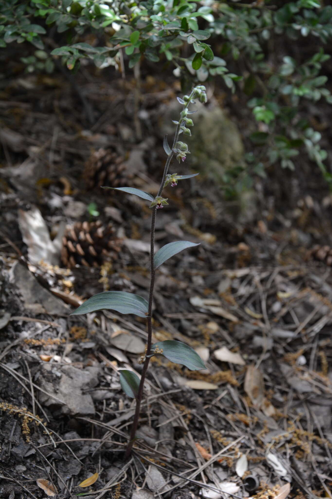 Imagem de Epipactis kleinii M. B. Crespo, M. R. Lowe & Piera