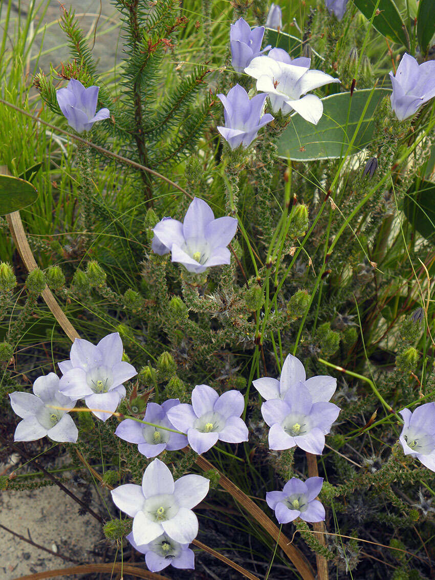 Image of Roella prostrata E. Mey. ex A. DC.