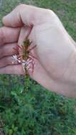 Sivun Oenothera simulans (Small) W. L. Wagner & Hoch kuva