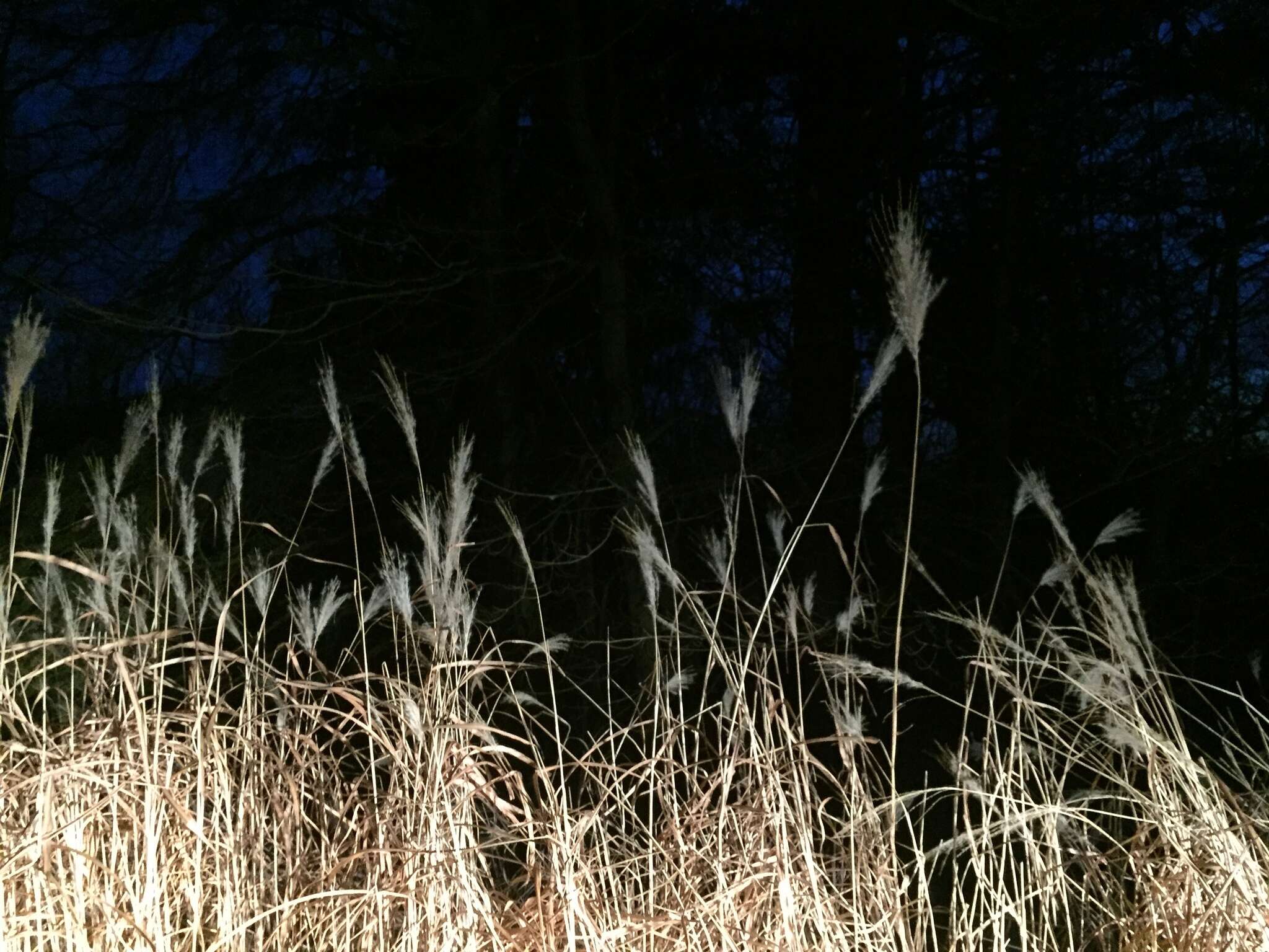 Imagem de Miscanthus sacchariflorus (Maxim.) Benth. & Hook. fil. ex Franch.