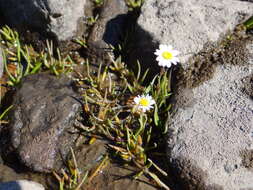 Image of Senecio zosterifolius Hook. & Arn.