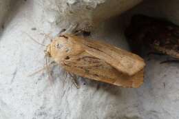 Image of broad-bordered yellow underwing