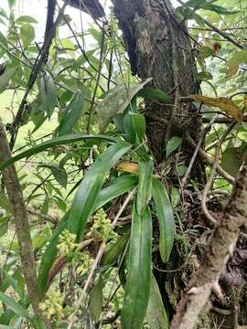 Imagem de Polystachya foliosa (Hook.) Rchb. fil.