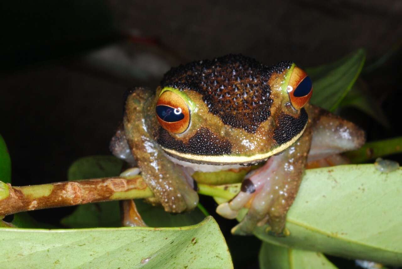 Image de Boophis albilabris (Boulenger 1888)