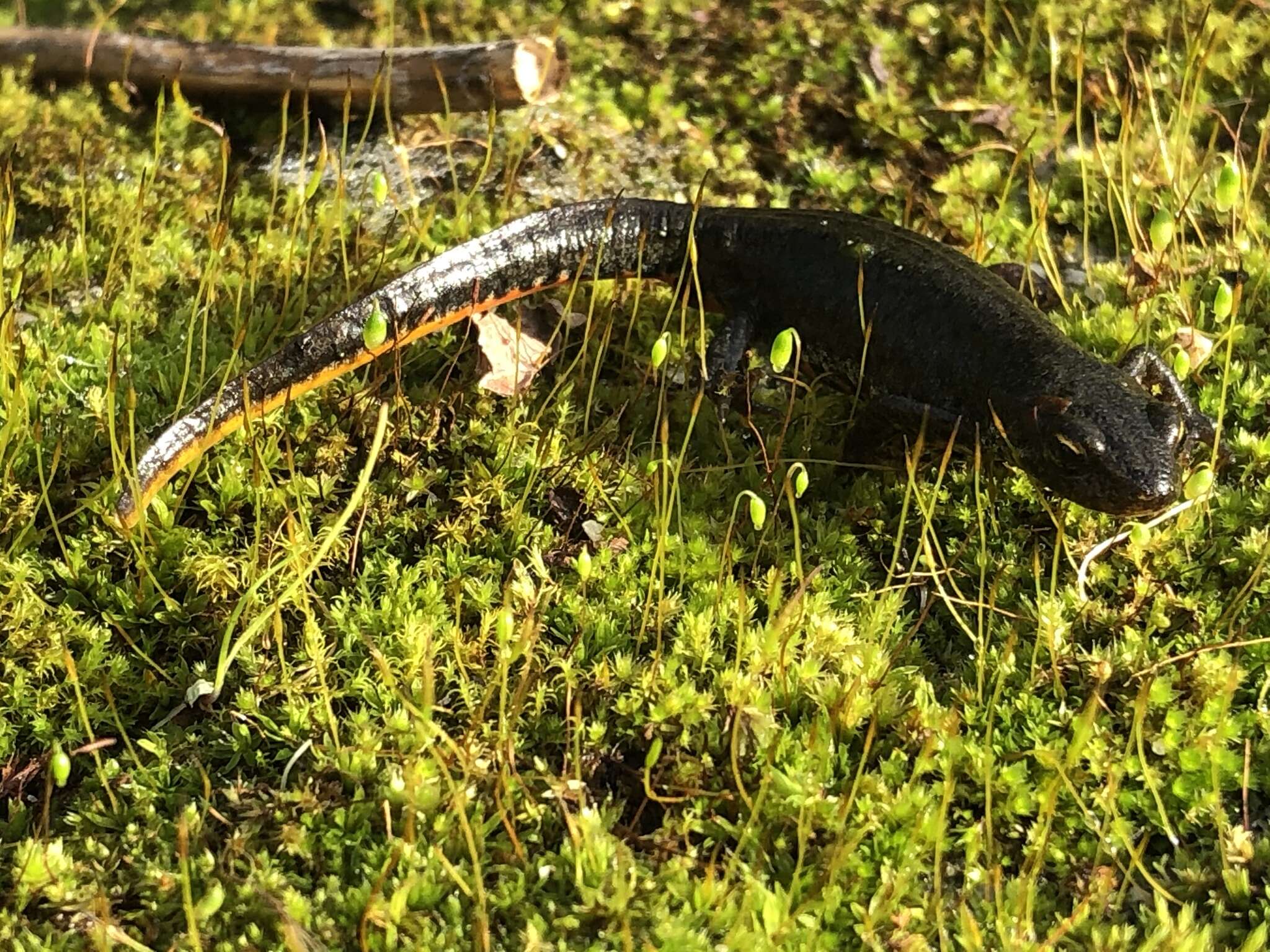 Image of Bosca's Newt