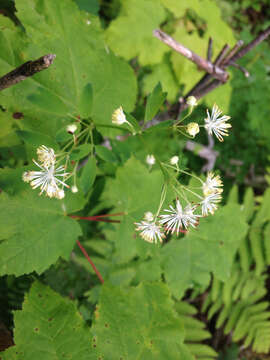 Sivun Thalictrum pubescens Pursh kuva