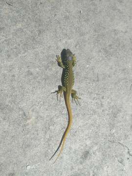 Image of Iberian Emerald Lizard