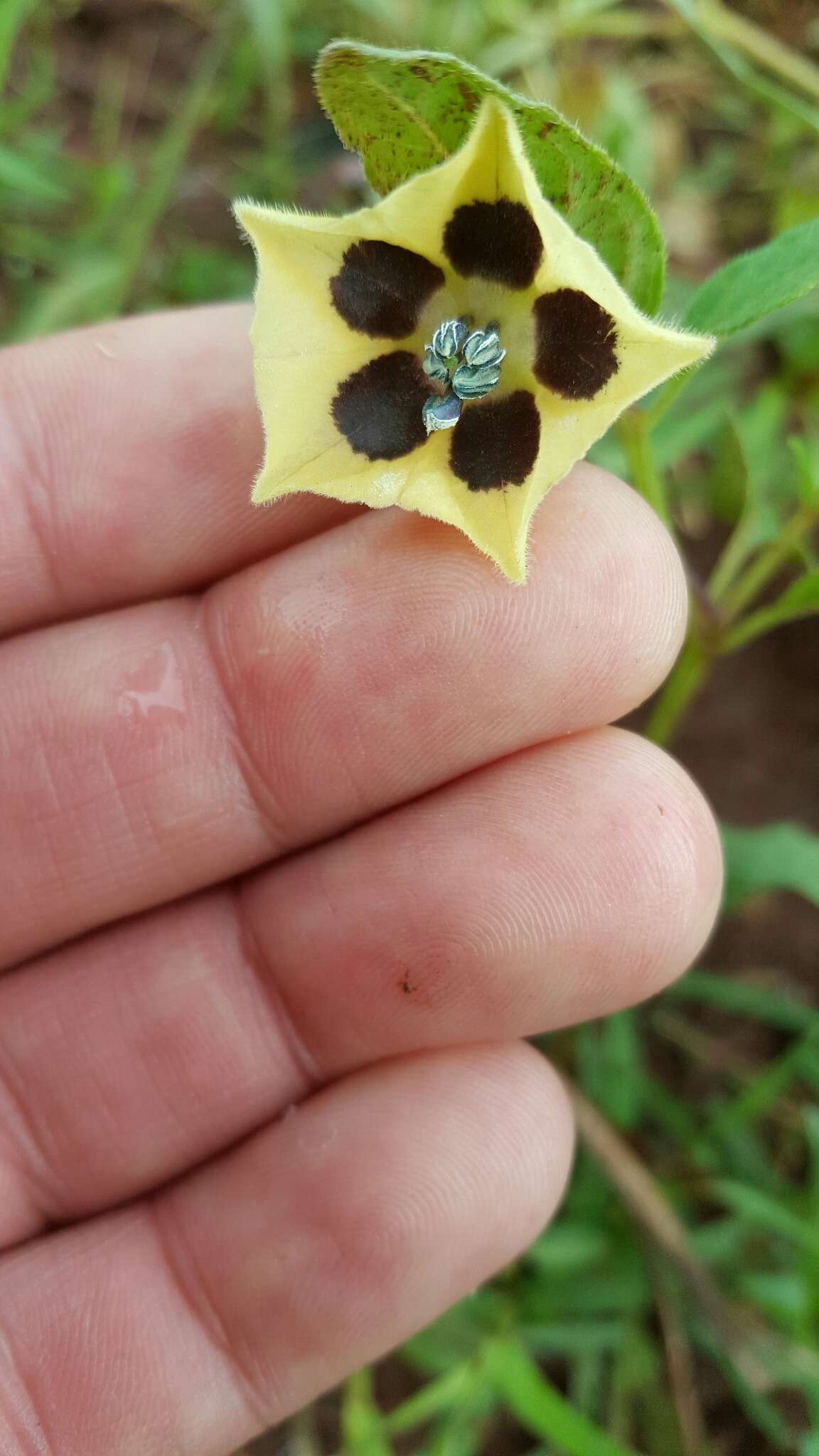 Image de Physalis orizabae Dun.