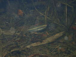 Image of Rainbow gudgeon