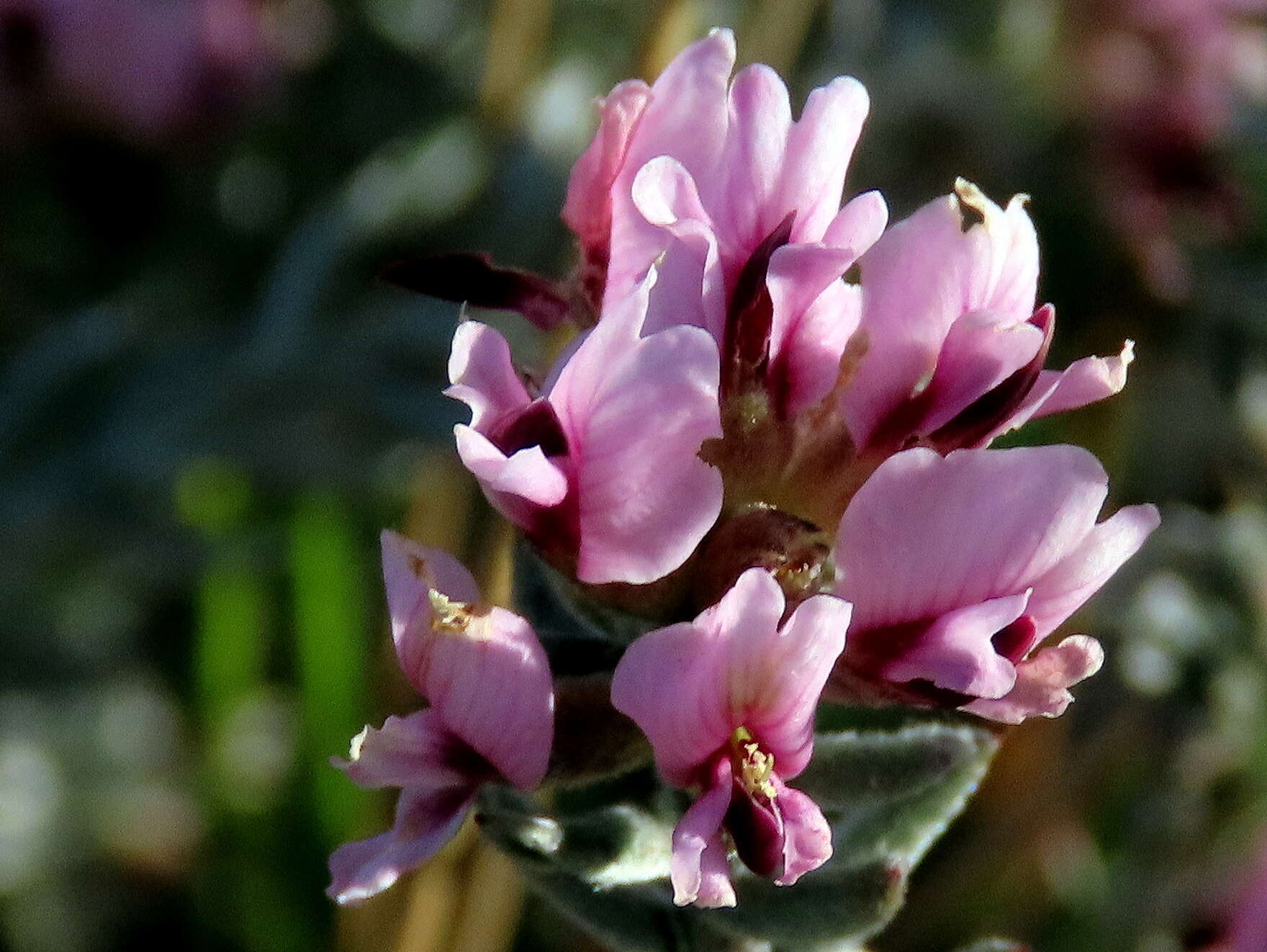 Image of Amphithalea ericifolia subsp. ericifolia