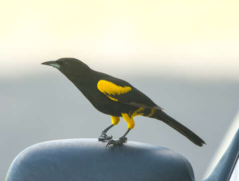 Image of Cuban Oriole