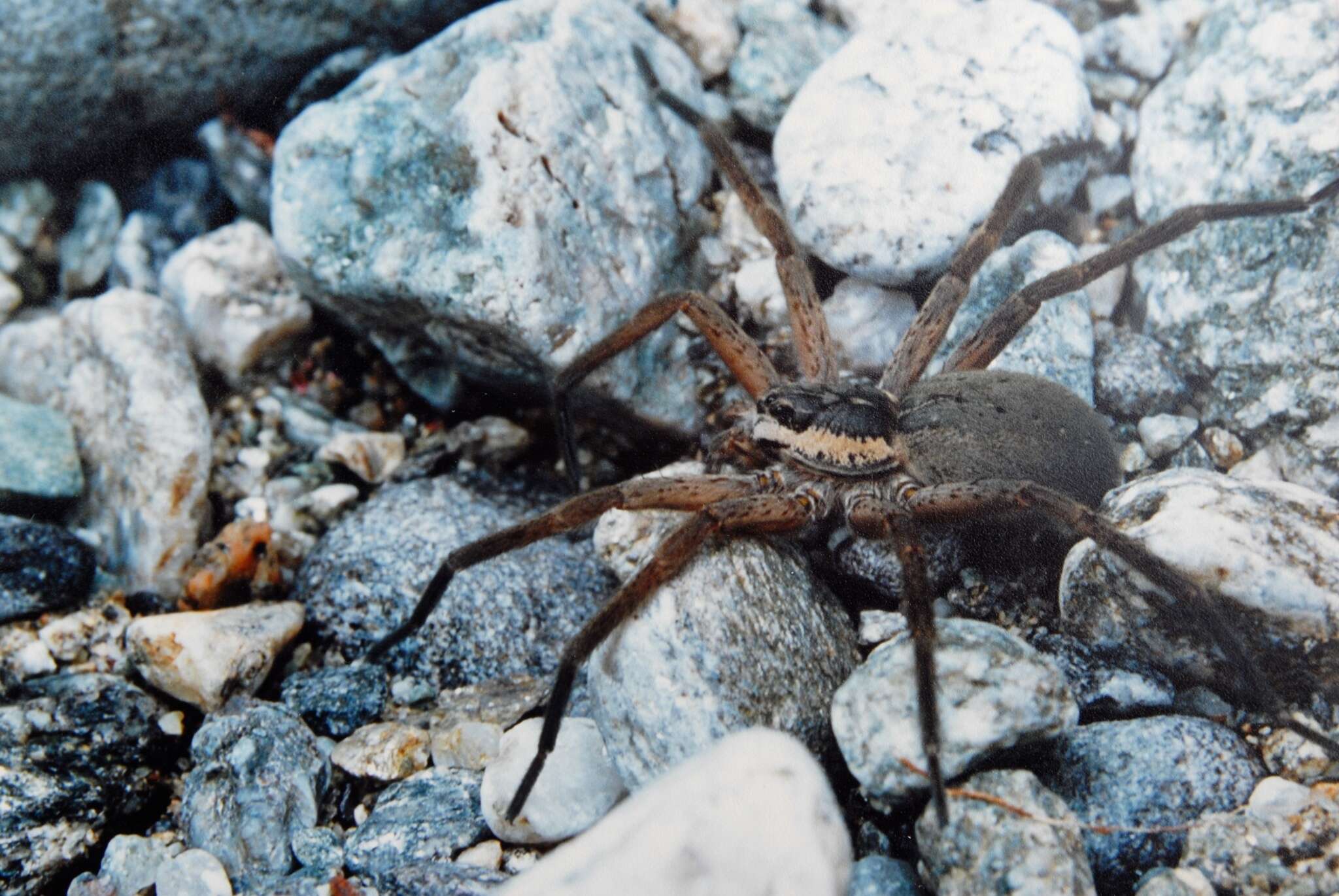 Image of Dolomedes aquaticus Goyen 1888