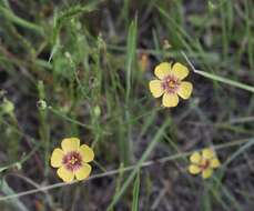 Image of Texas flax