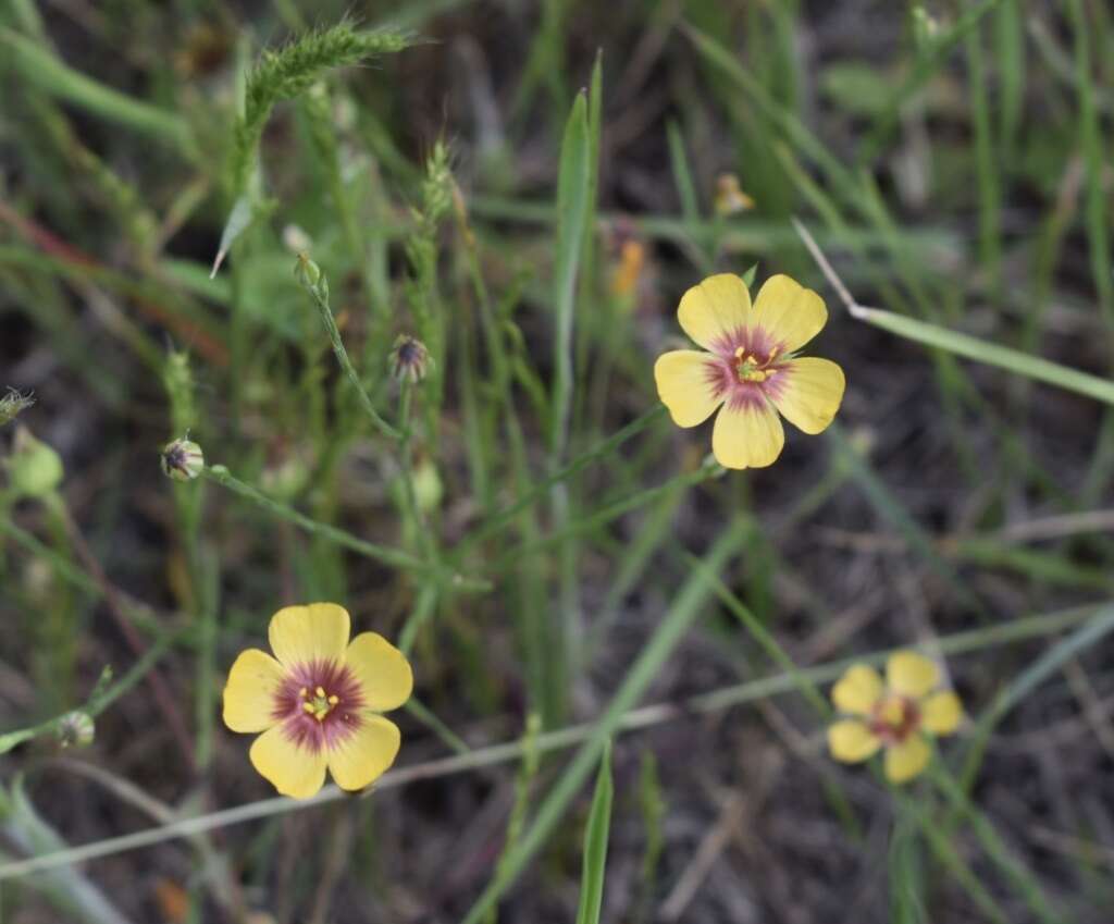 Image of Texas flax