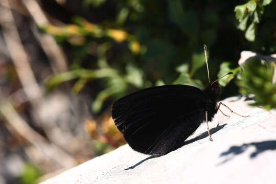 Image of Black Ringlet