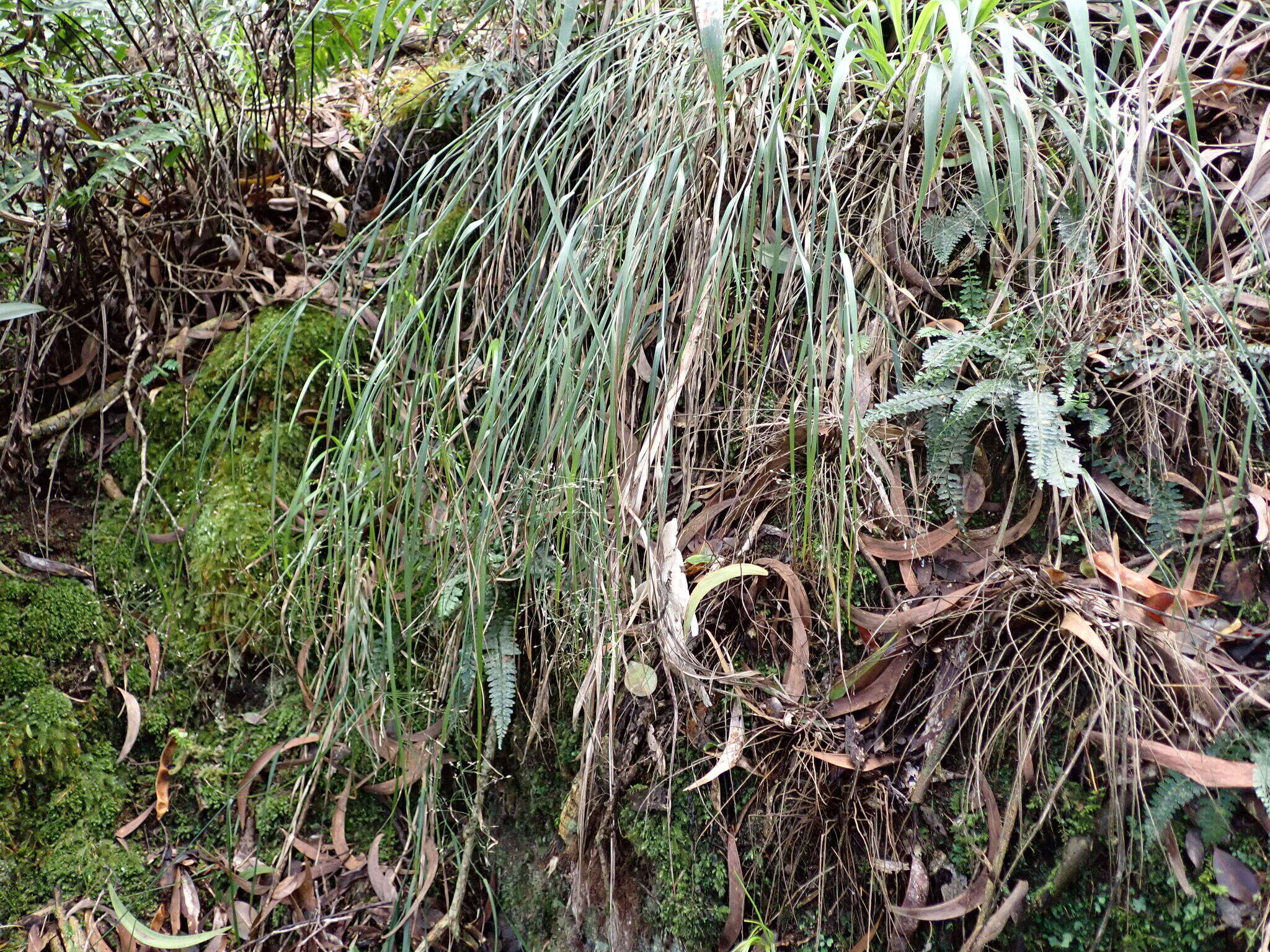 Image of Hawaii Blue Grass