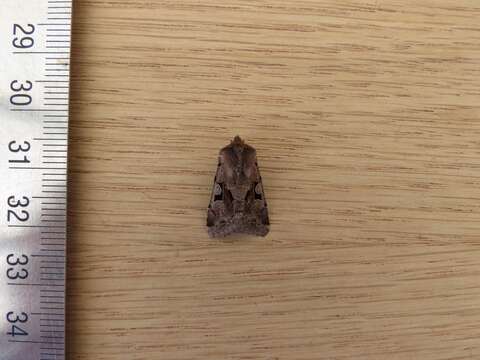 Orthosia gothica Linnaeus 1758 resmi