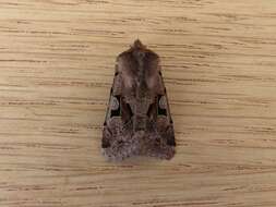 Orthosia gothica Linnaeus 1758 resmi