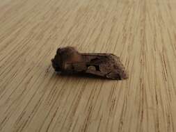 Orthosia gothica Linnaeus 1758 resmi