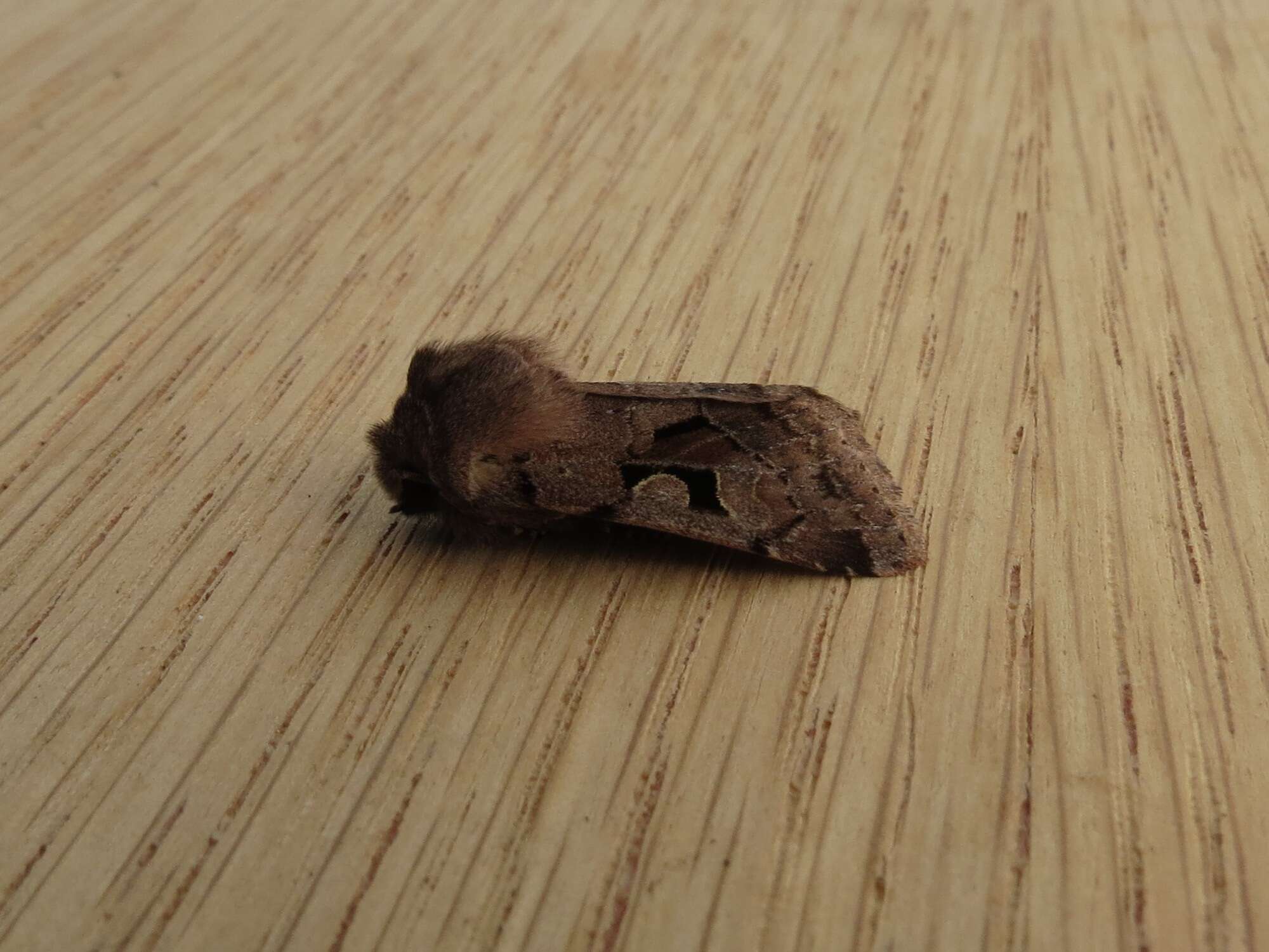 Orthosia gothica Linnaeus 1758 resmi