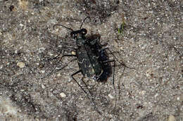 Image of Cicindela (Cicindelidia) trifasciata ascendens Le Conte 1851