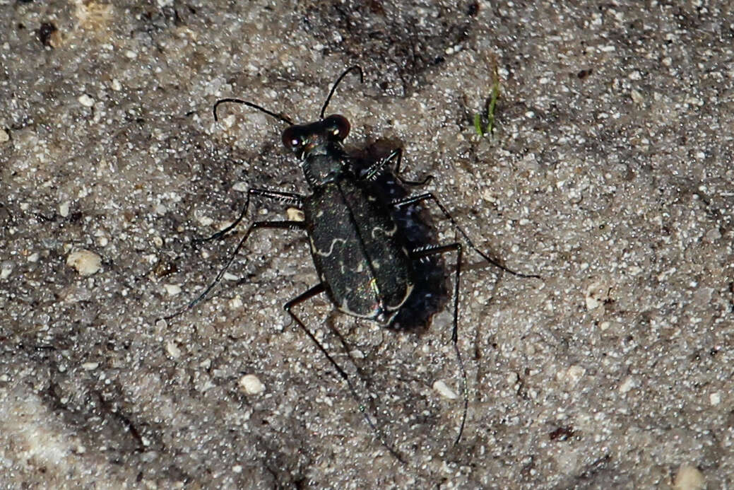 Image of Cicindela (Cicindelidia) trifasciata ascendens Le Conte 1851