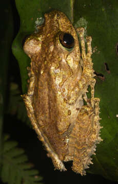 Image of Spinomantis fimbriatus (Glaw & Vences 1994)