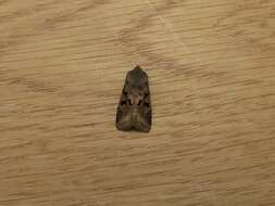 Orthosia gothica Linnaeus 1758 resmi