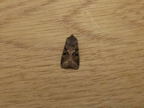 Orthosia gothica Linnaeus 1758 resmi